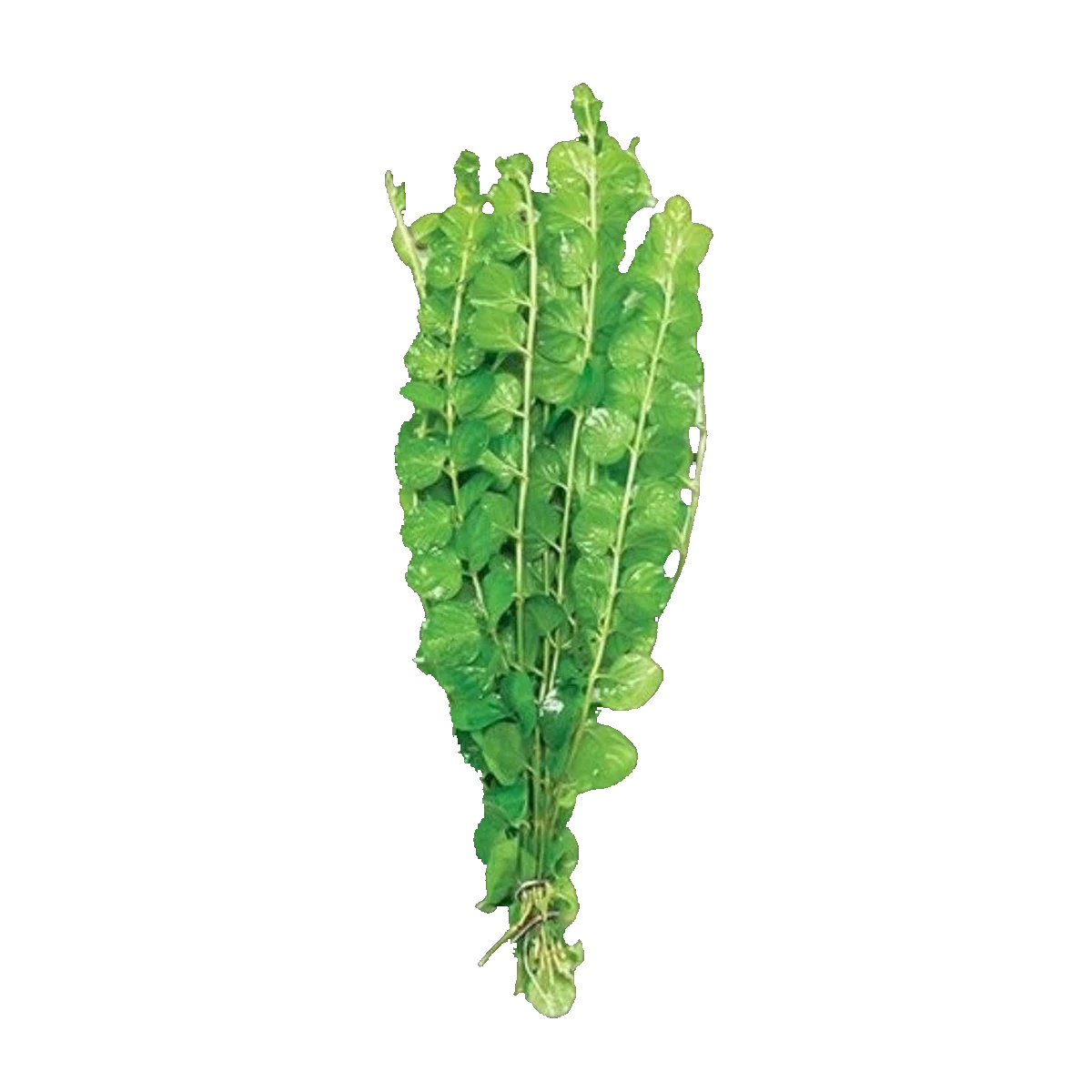 Gold Pennywort | Hydrocotyle leucocephala