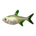Gold Pristella Tetra