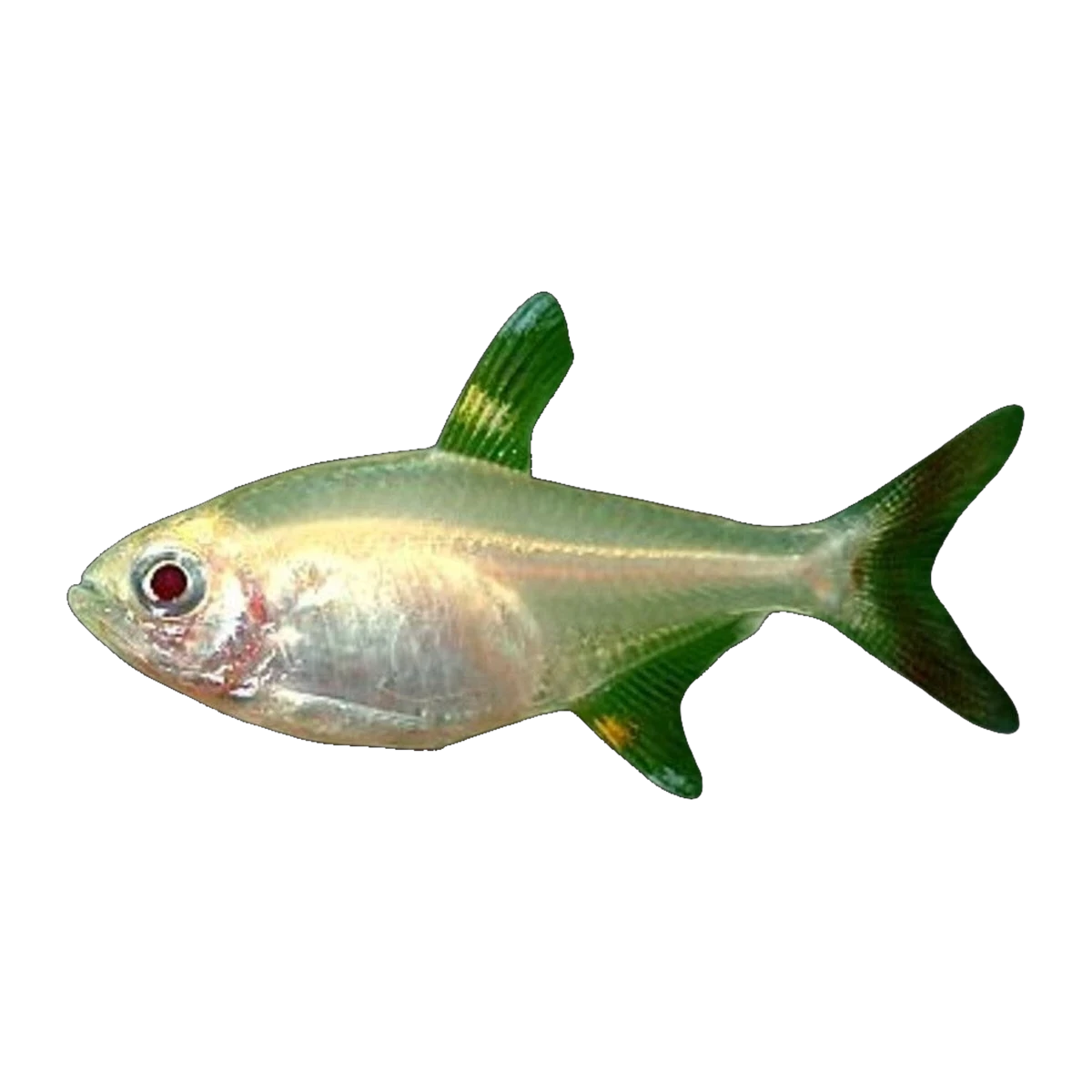 Gold Pristella Tetra