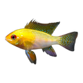 Gold Ram (Mikrogeophagus ramirezi), side profile facing right