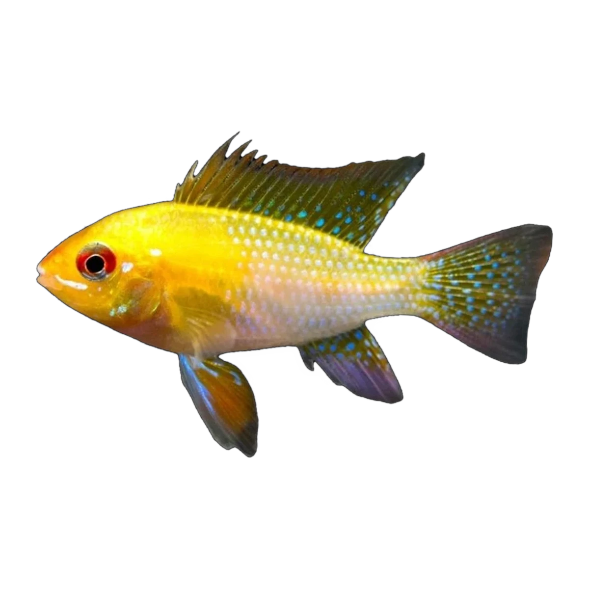 Gold Ram (Mikrogeophagus ramirezi), side profile facing right