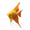 Gold Red Eye Angelfish | Pterophyllum scalare