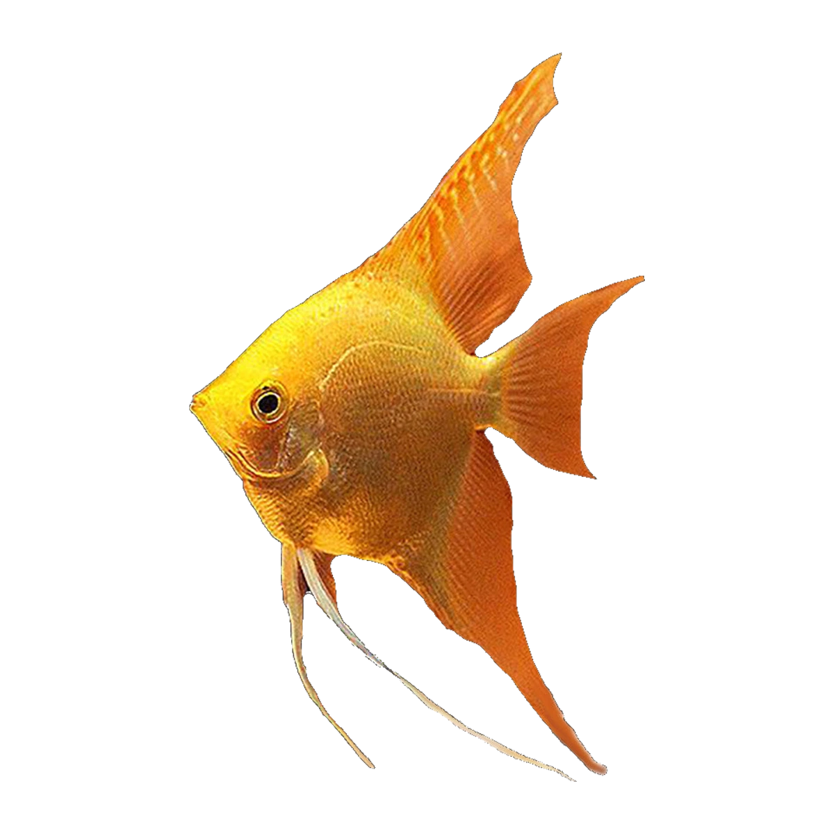 Gold Red Eye Angelfish | Pterophyllum scalare