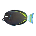 Gold Rim Tang | Acanthurus nigricans