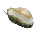 Gold Ring Cowrie | Monetaria annulus