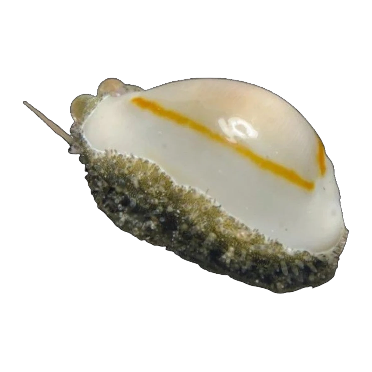 Gold Ring Cowrie | Monetaria annulus