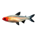 Gold Rummy Nose Tetra
