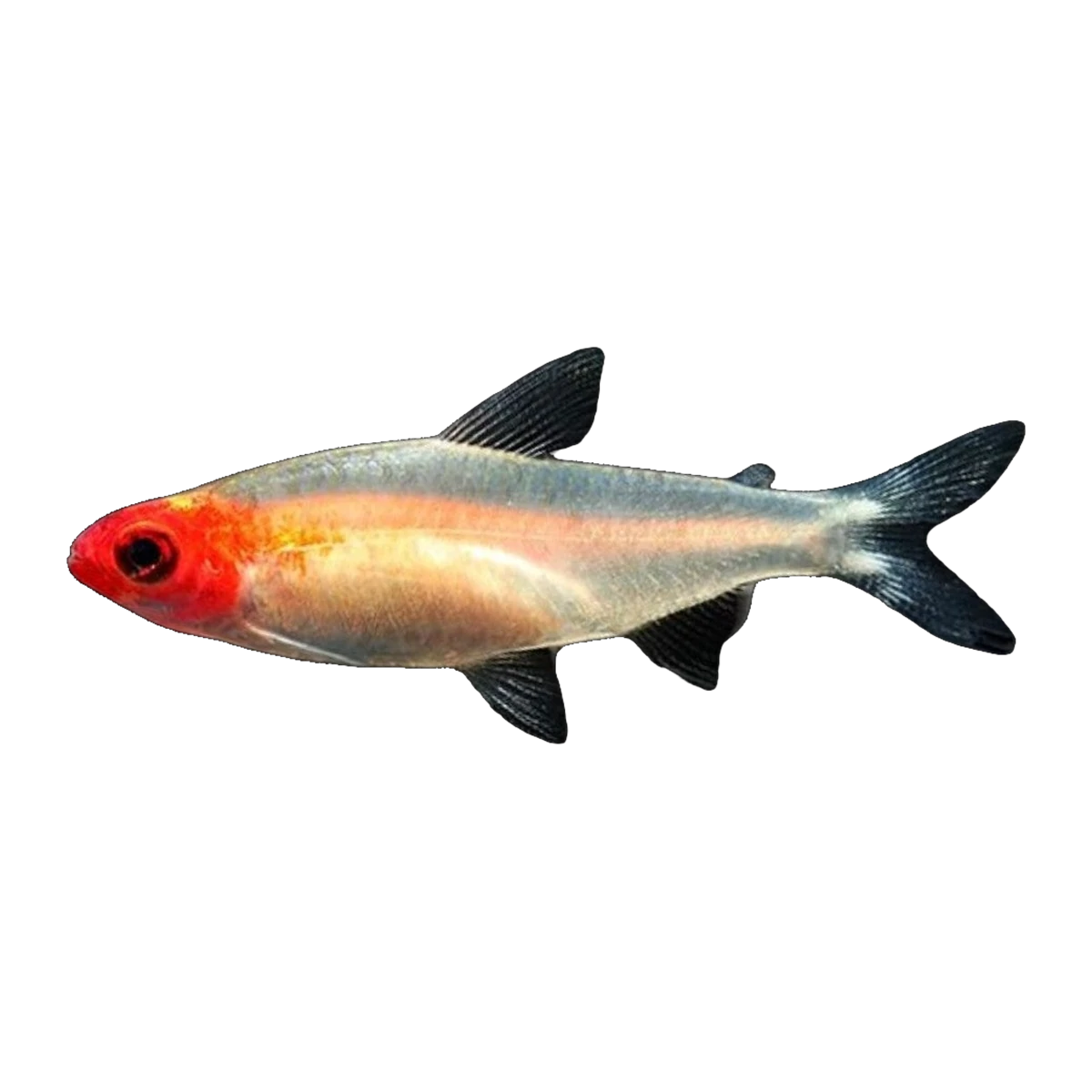 Gold Rummy Nose Tetra