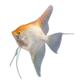 Gold Silver Angelfish