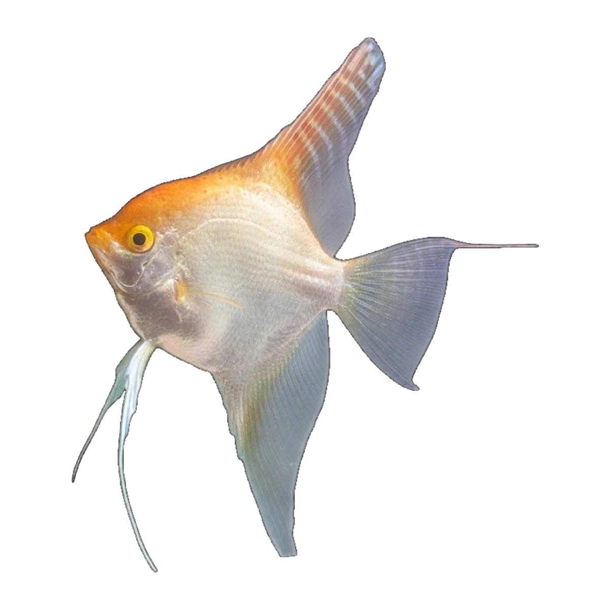 Gold Silver Angelfish