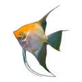 Gold Silver Marble Angel | Pterophyllum scalare
