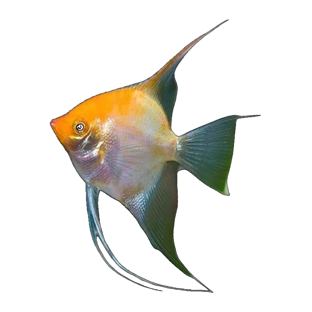 Gold Silver Marble Angel | Pterophyllum scalare
