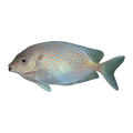 Gold Spot Rabbitfish | Siganus punctatus