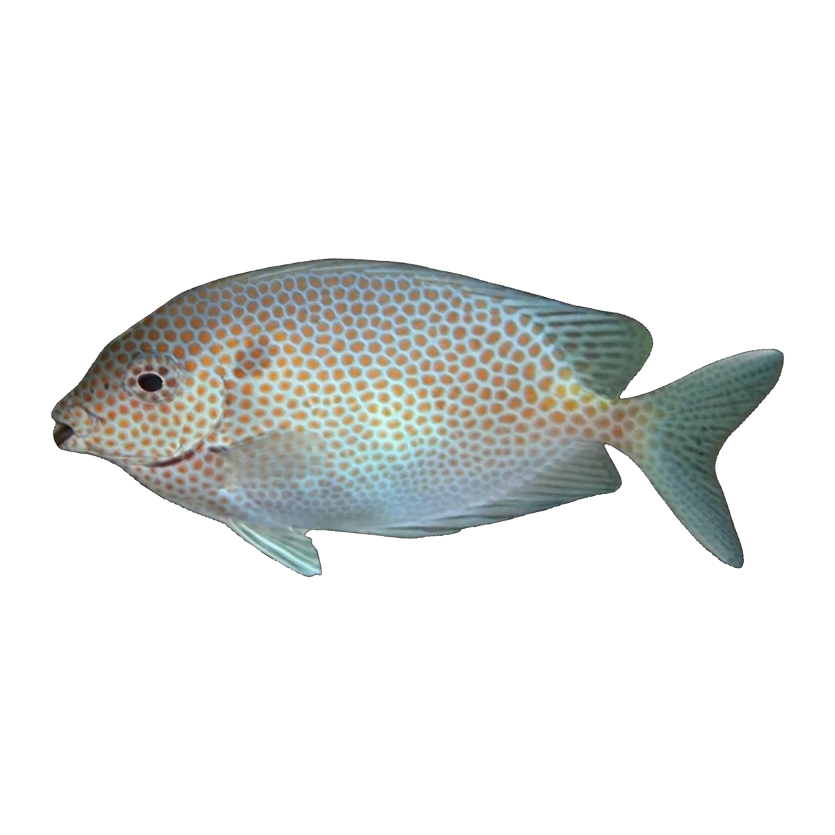 Gold Spot Rabbitfish | Siganus punctatus