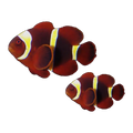 Gold Stripe Maroon Clownfish Pair | Amphiprion biaculeatus