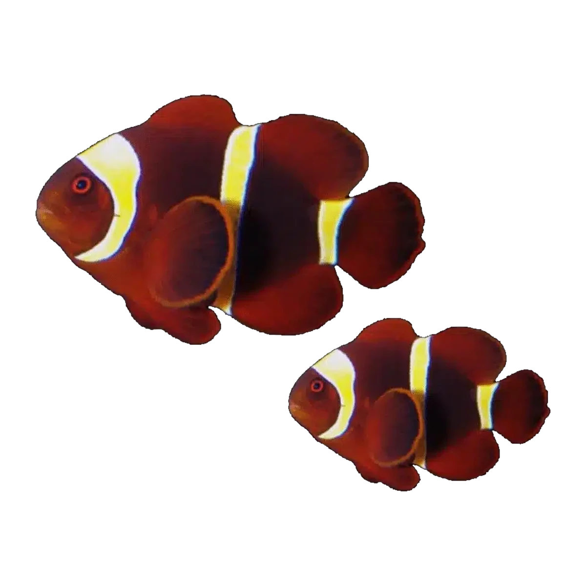 Gold Stripe Maroon Clownfish Pair | Amphiprion biaculeatus