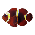 Gold Stripe Maroon Clownfish Single | Amphiprion biaculeatus