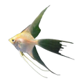 Gold Veiltail Angelfish | Pterophyllum scalare