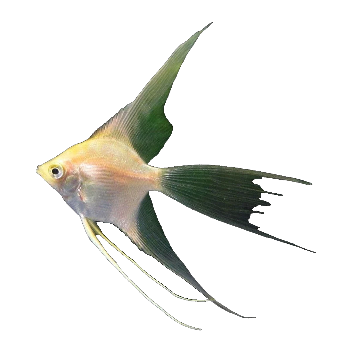 Gold Veiltail Angelfish | Pterophyllum scalare