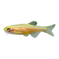 Gold Zebra Danio