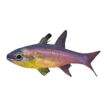 Goldbelly Cardinalfish | Ostorhinchus apogonoides