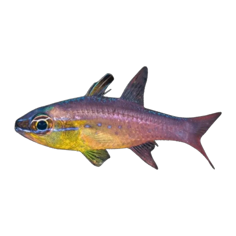Goldbelly Cardinalfish | Ostorhinchus apogonoides