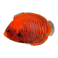 Golden Angelfish | Centropyge aurantia