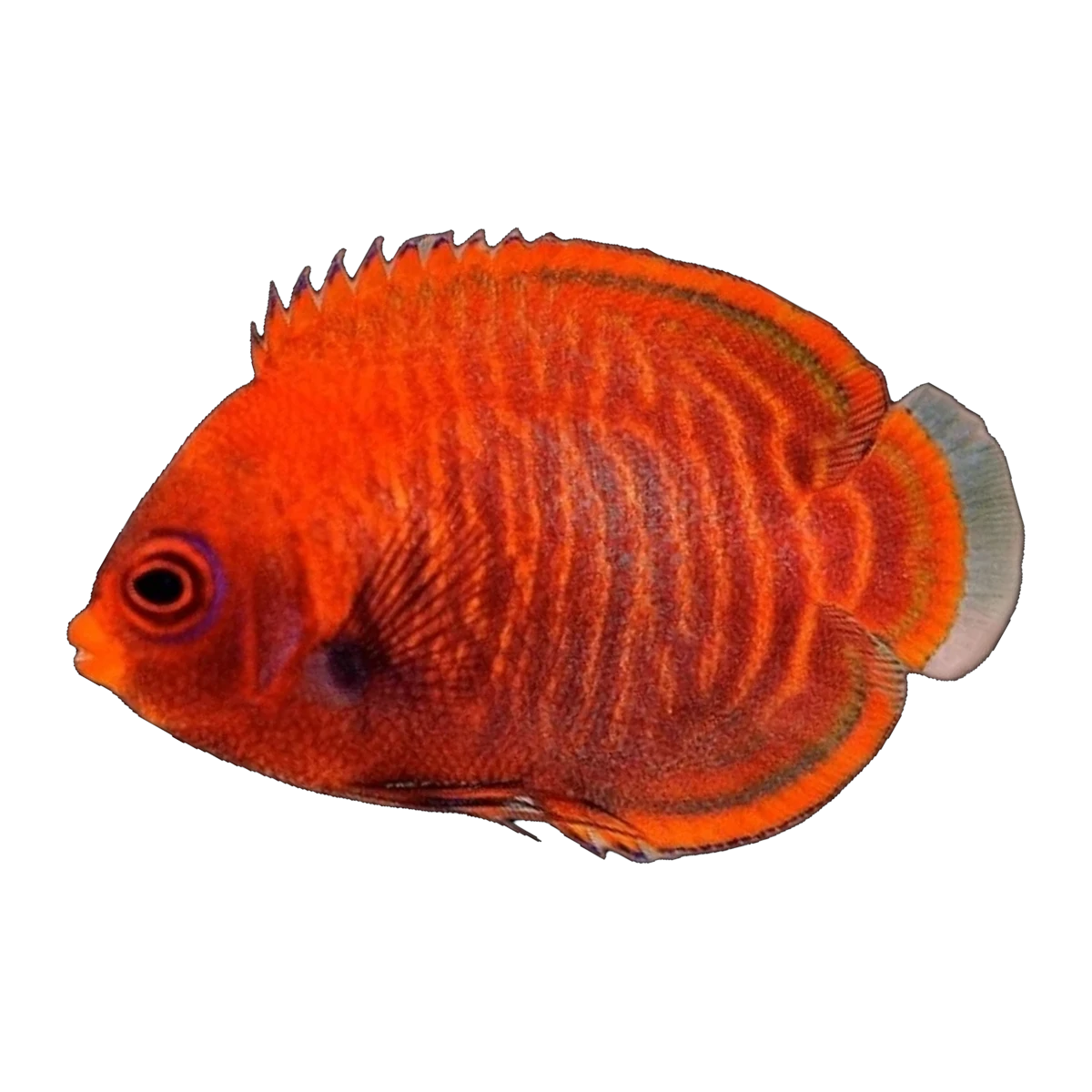 Golden Angelfish | Centropyge aurantia