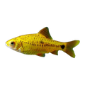 Golden Barb