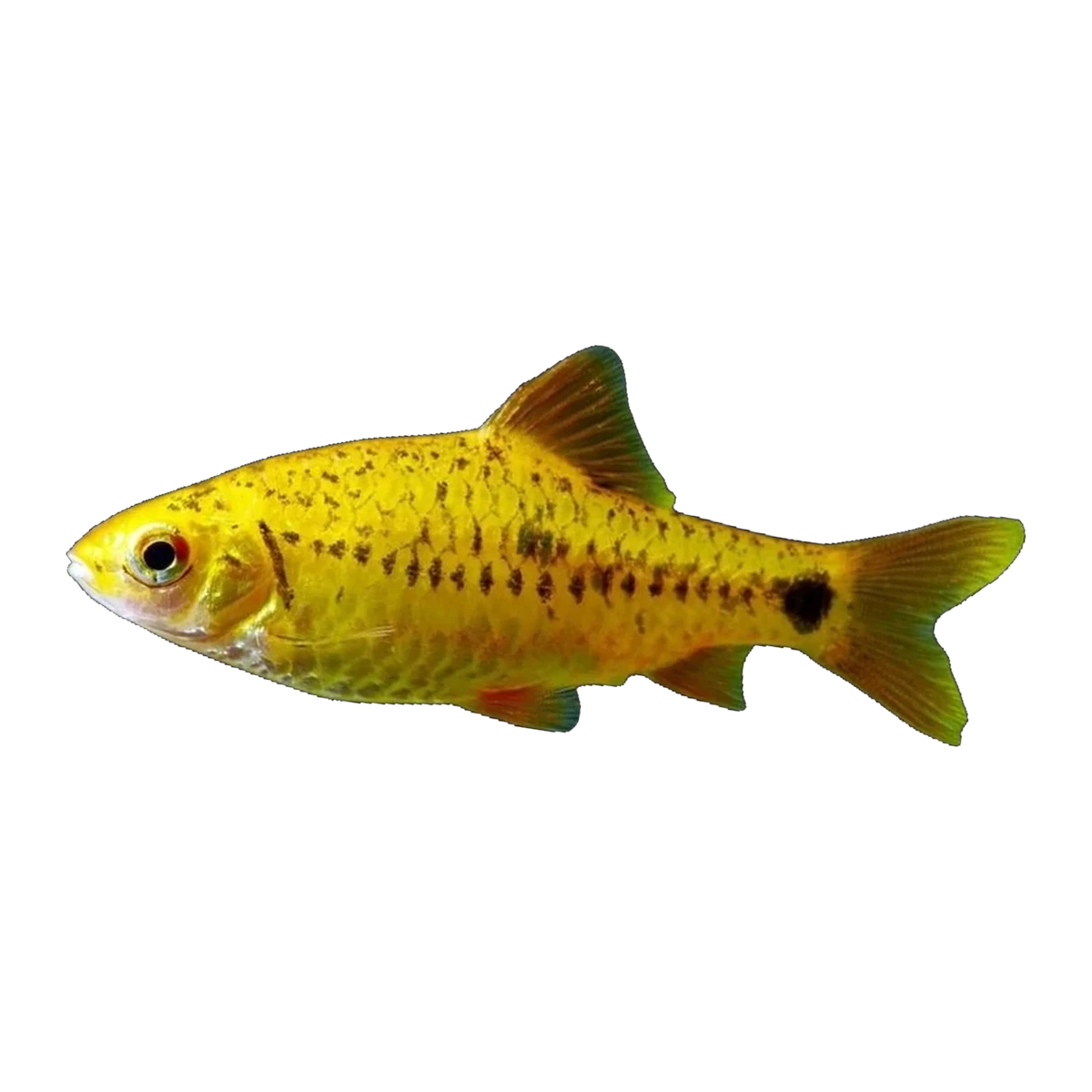 Golden Barb
