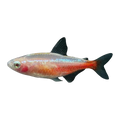 Golden Cardinal Tetra