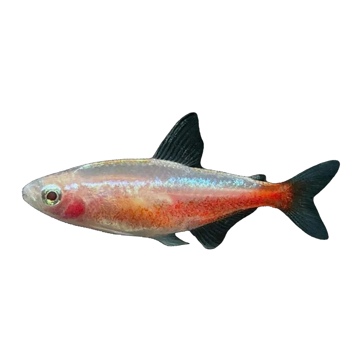 Golden Cardinal Tetra