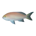 Golden Eye Anthias Female | Pseudanthias engelhardi