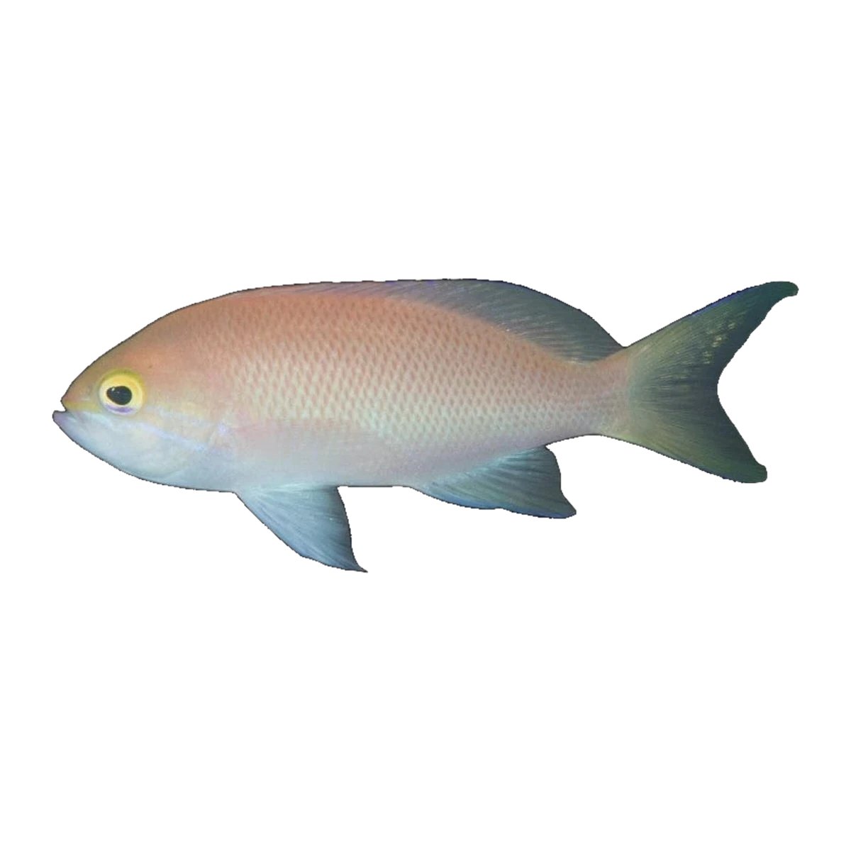 Golden Eye Anthias Female | Pseudanthias engelhardi