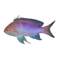 Golden Eye Anthias Male | Pseudanthias engelhardi