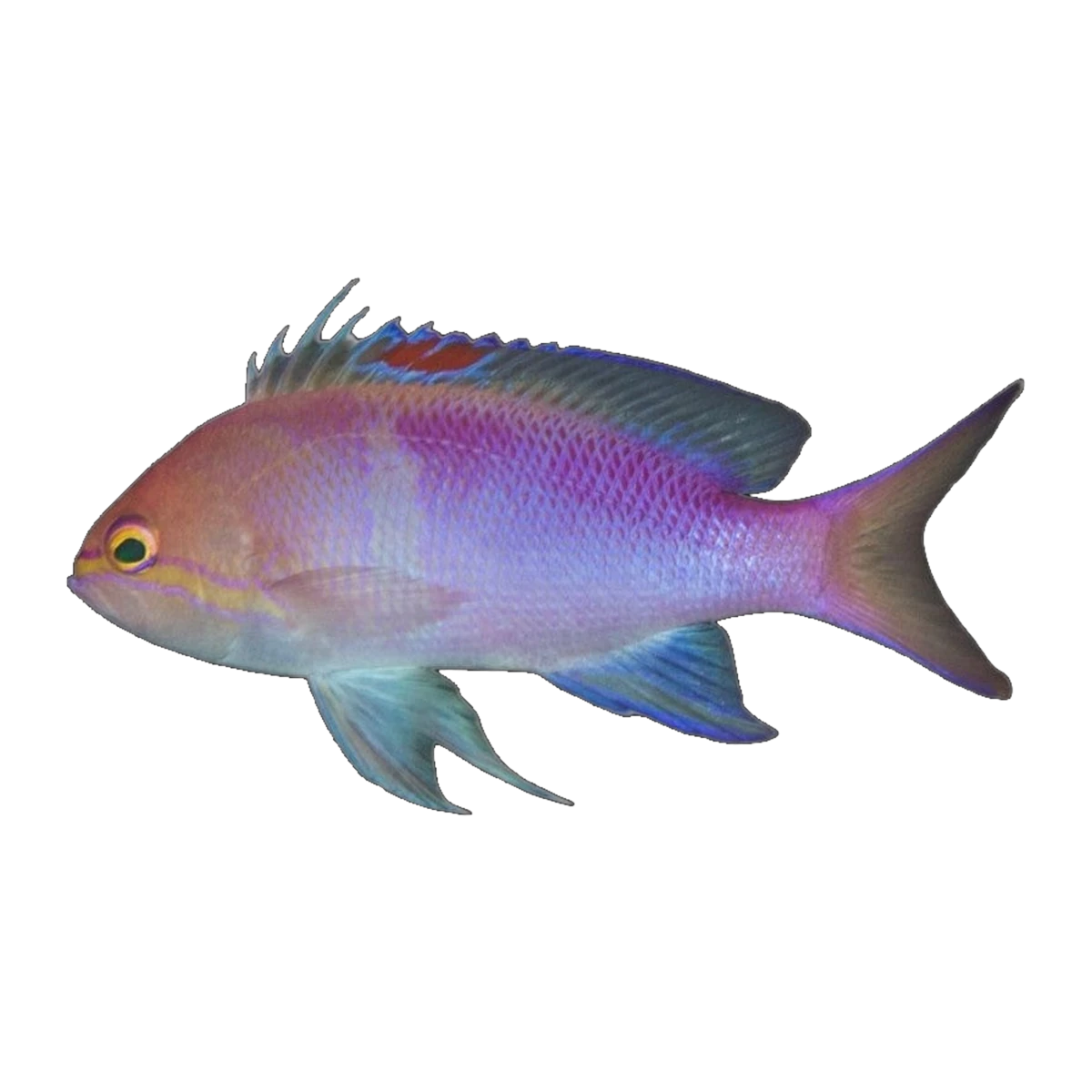 Golden Eye Anthias Male | Pseudanthias engelhardi