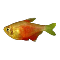 Golden Flame Tetra