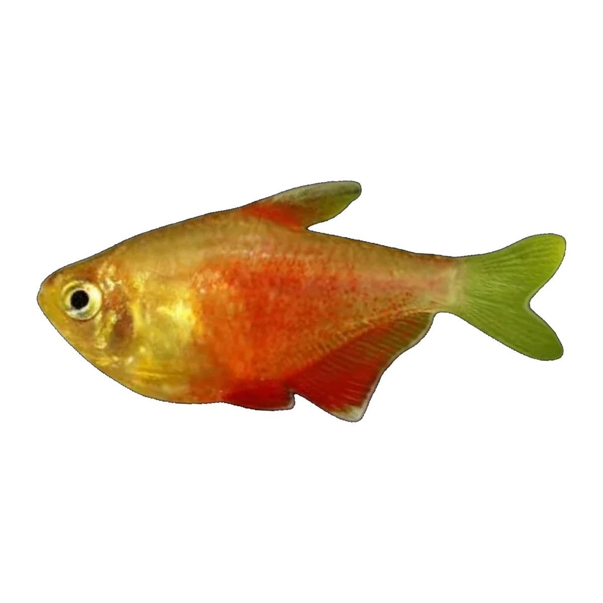 Golden Flame Tetra