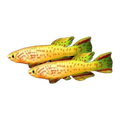 Golden Gardneri Killi Pair