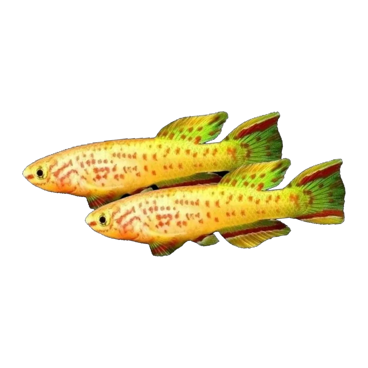 Golden Gardneri Killi Pair