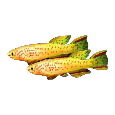 Golden Gardneri Killi Pair