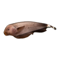 Golden Ghost Knife