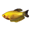Golden Gourami