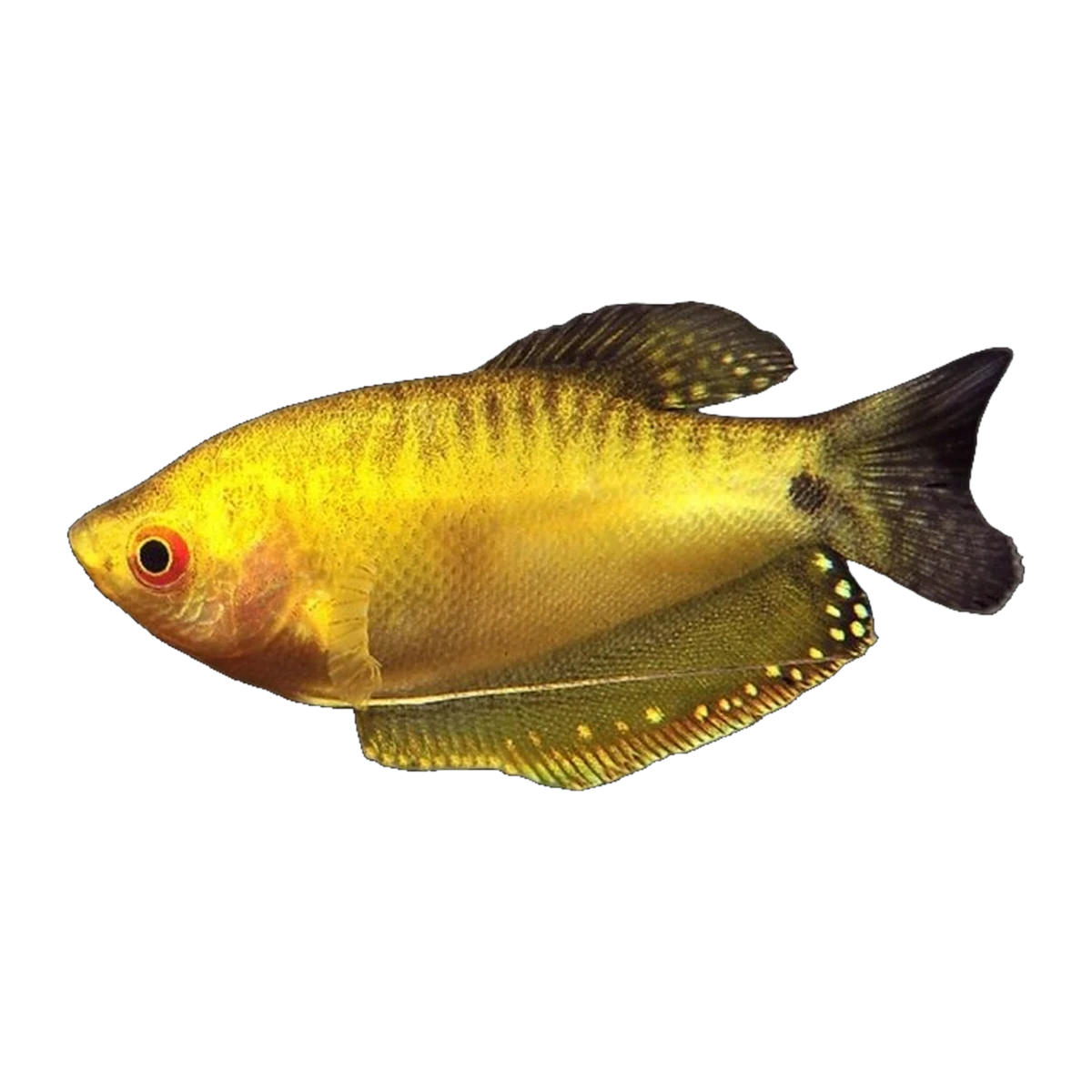 Golden Gourami
