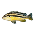 Golden Mbuna (Melanochromis auratus), side profile facing right