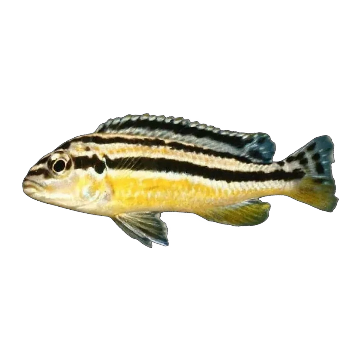 Golden Mbuna (Melanochromis auratus), side profile facing right