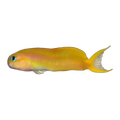 Golden Midas Blenny | Ecsenius midas