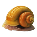 Golden Mystery Snail | Pomacea diffusa