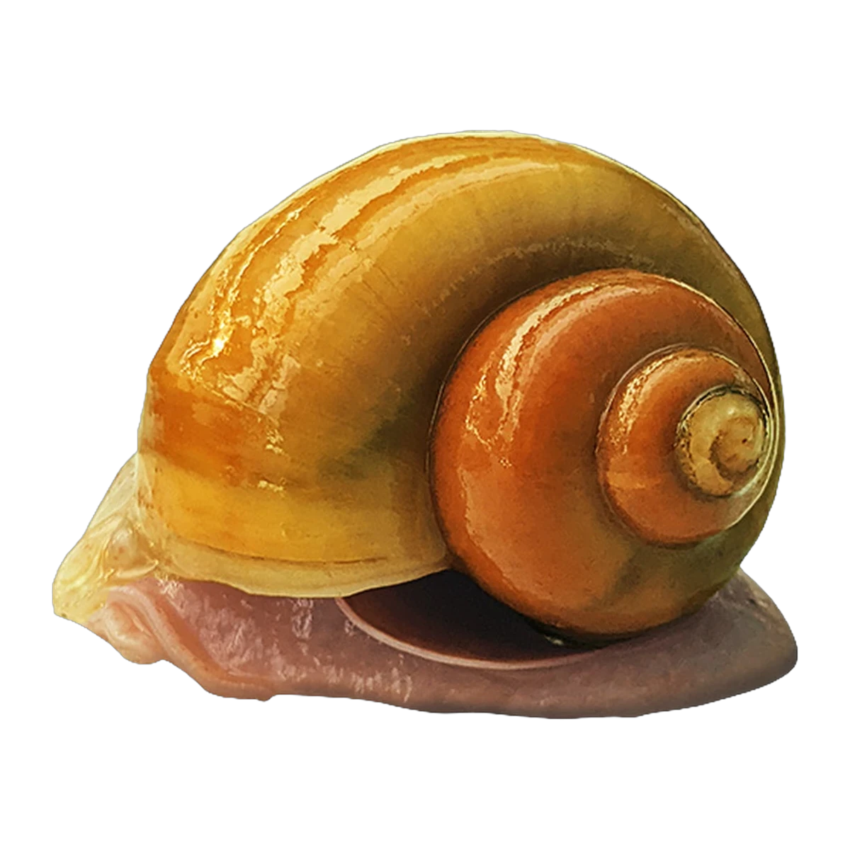 Golden Mystery Snail | Pomacea diffusa