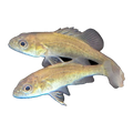 Golden Perch